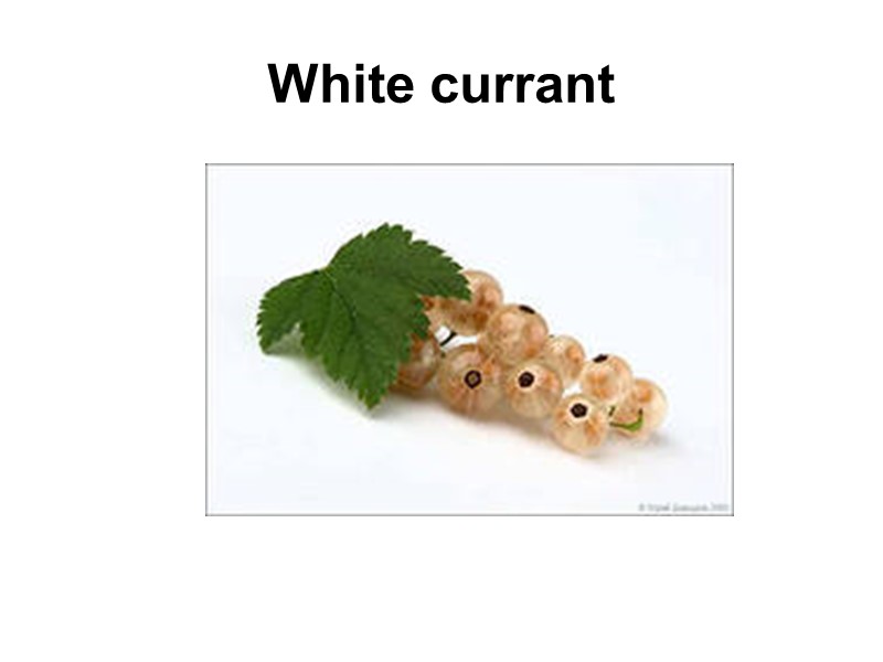 White currant